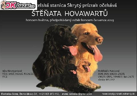 Hovawart - stenata